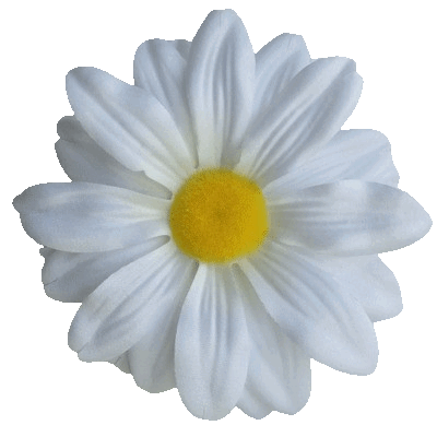 Головки квітів Гербера G1 Головки квітів Гербера G1