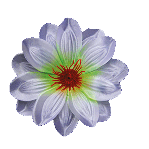 Головки квітів Крокус Головки квітів Крокус