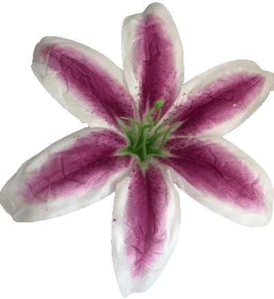 Головки квітів Лілія 003 Головки квітів Лілія 003