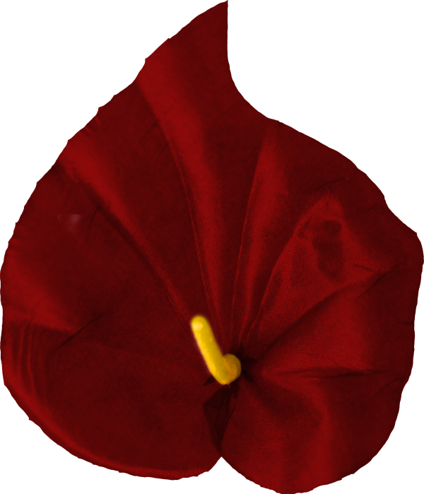 Головки квітів Кала середня