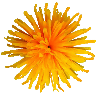 Головки квітів Айстра Головки квітів Айстра