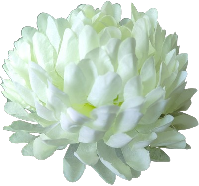 Головки квітів Хризантема 03