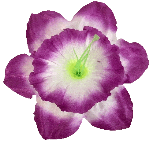 Головки квітів Нарцис 02 Головки квітів Нарцис 02