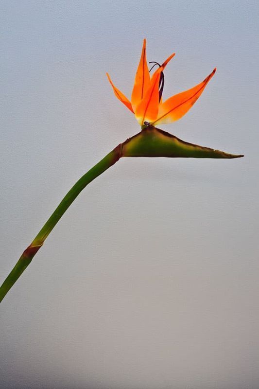 Декоративні квіти Декоративні квіти