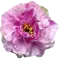 Штучний букет Півоній з бутонами 12127387