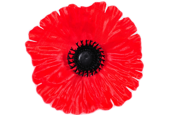 Головки квітів Мак великий Головки квітів Мак великий