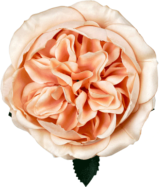 Квіти для декору Троянда F1 Квіти для декору Троянда F1