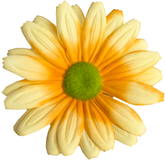 Головки квітів Гербера G3 Головки квітів Гербера G3