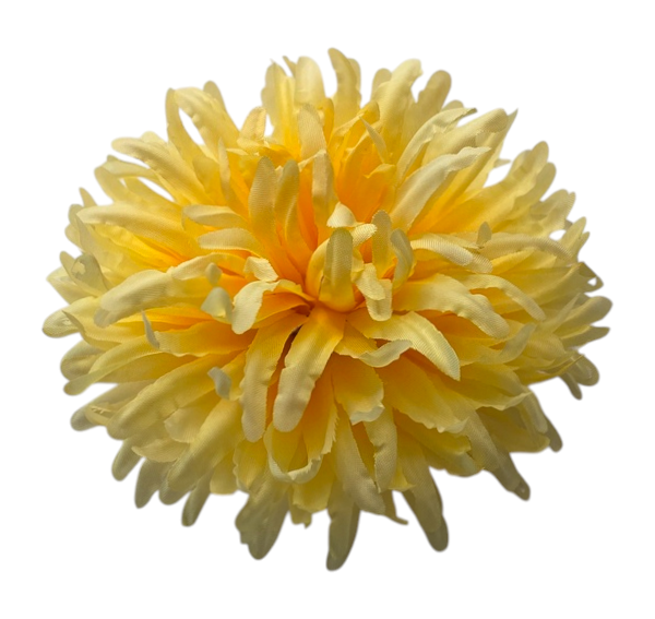 Головки квітів Хризантема 02