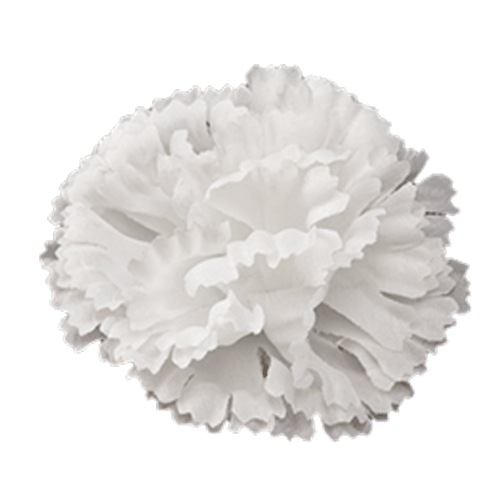 Головки квітів Гвоздика Головки квітів Гвоздика