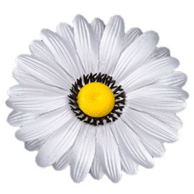 Головки квітів Соняха Головки квітів Соняха