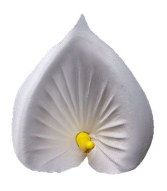 Головки квітів Кала Елітна Головки квітів Кала Елітна