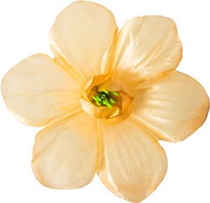 Головки квітів Мальва Головки квітів Мальва