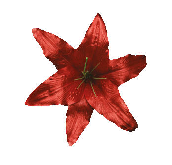 Головки квітів Лілія 001