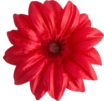 Головки квітів Крокус Гострий Головки квітів Крокус Гострий