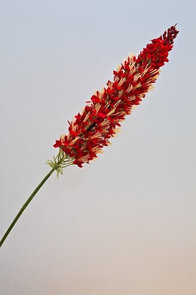 Квіти для декору Фокстал Лілі Квіти для декору Фокстал Лілі