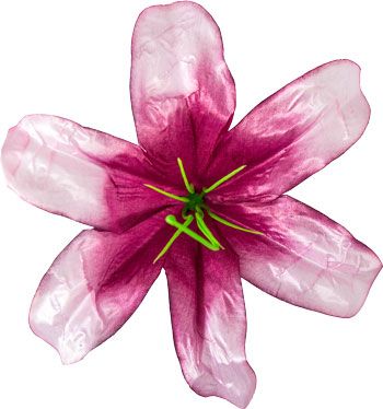 Головки квітів Лілія 002