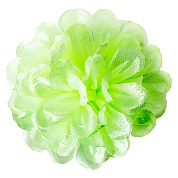 Головки квітів Хризантема Головки квітів Хризантема