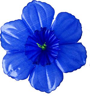 Головки квітів Нарцис