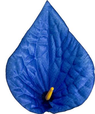 Головки квітів Кала Атлас