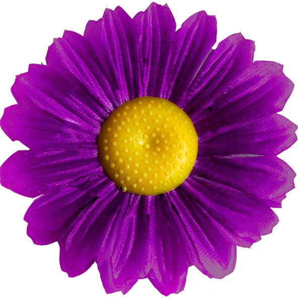 Головки квітів Ромашка Нова Головки квітів Ромашка Нова