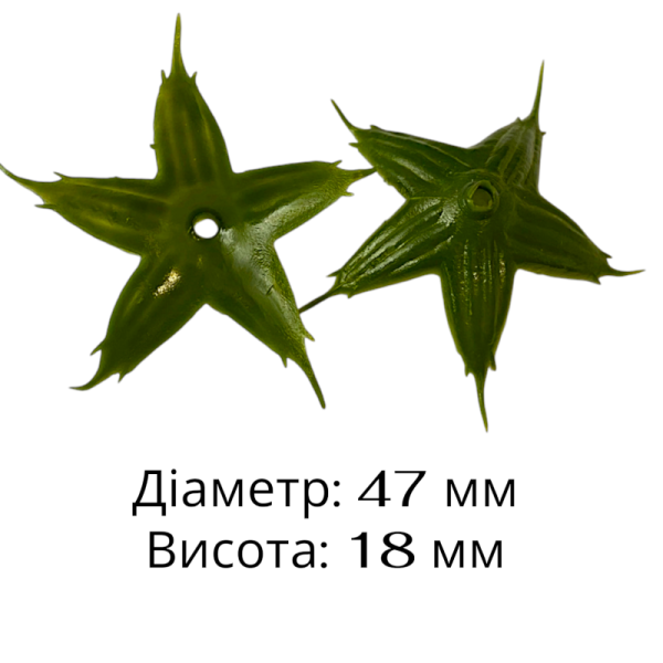 Задня частина Троянда 004 Задня частина Троянда 004