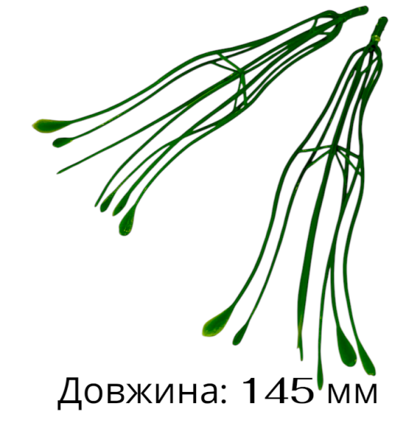 Тичинка Лілія велика Тичинка Лілія велика