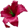 Бордо К142