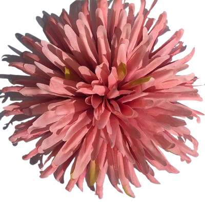 Головки квітів Айстра Головки квітів Айстра