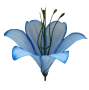 Голубая К222