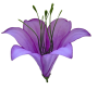 Фиолетовая К230