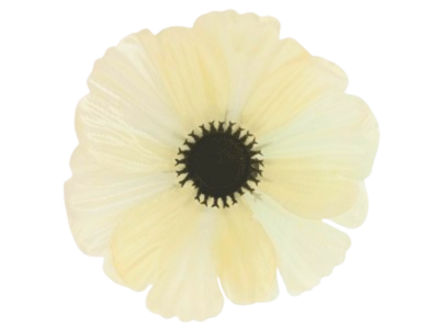 Головки квітів Волошка Головки квітів Волошка