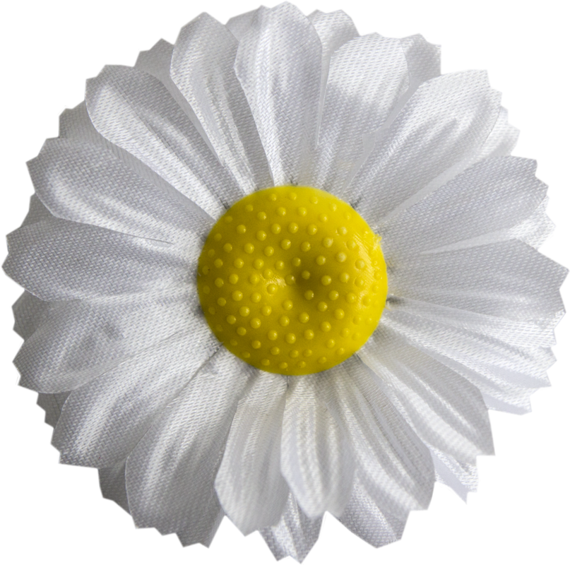 Головки квітів Ромашка Нова Головки квітів Ромашка Нова