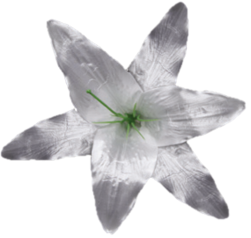 Головки квітів Лілія 001 Головки квітів Лілія 001