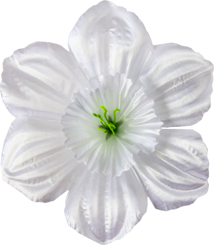 Головки квітів Нарцис Головки квітів Нарцис