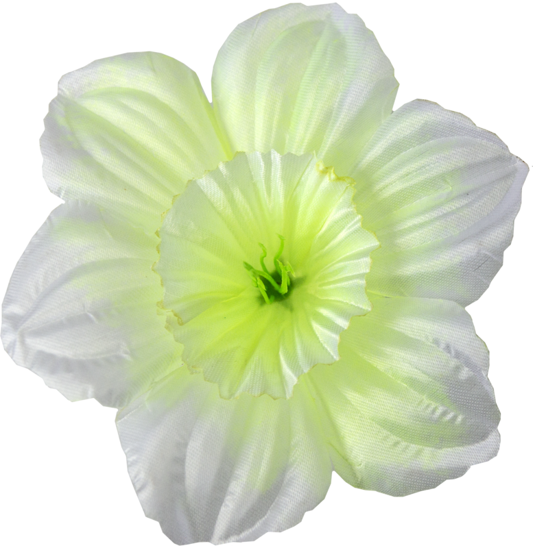 Головки квітів Нарцис Головки квітів Нарцис