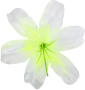 Біла із салатовою серединою K101