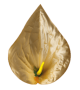 Персикова K111