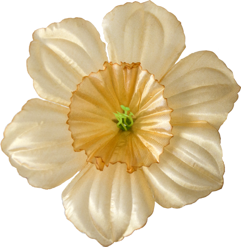 Головки квітів Нарцис Головки квітів Нарцис