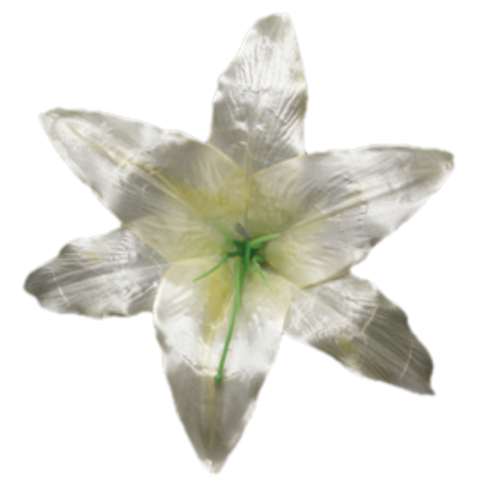 Головки квітів Лілія 001 Головки квітів Лілія 001