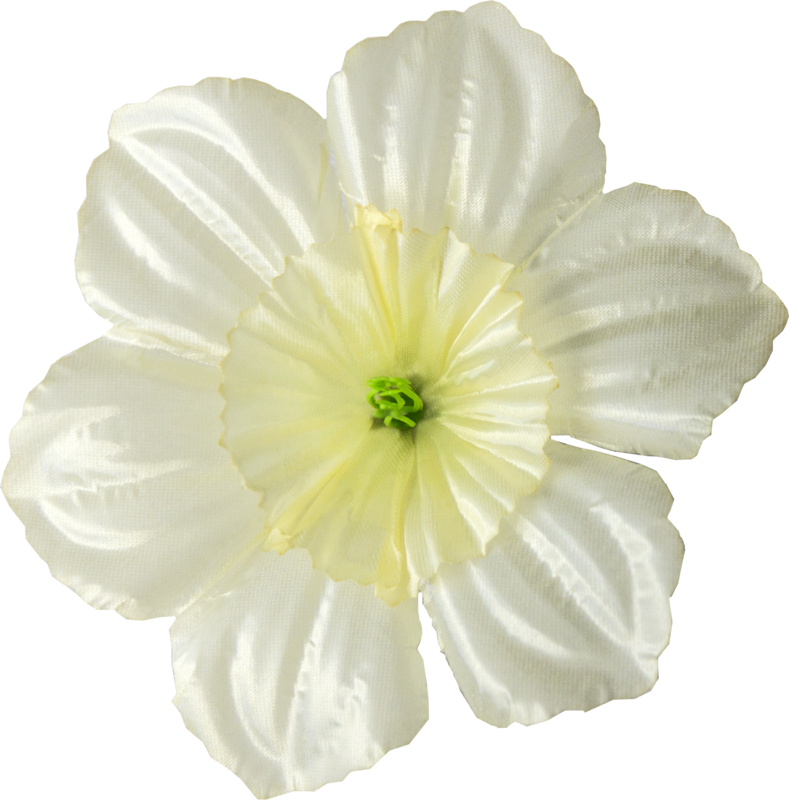 Головки квітів Нарцис Головки квітів Нарцис