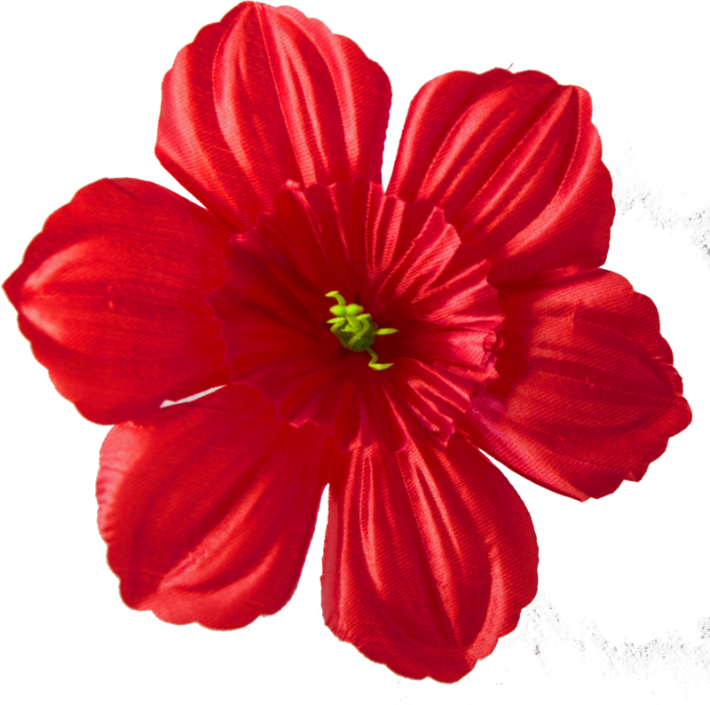 Головки квітів Нарцис Головки квітів Нарцис