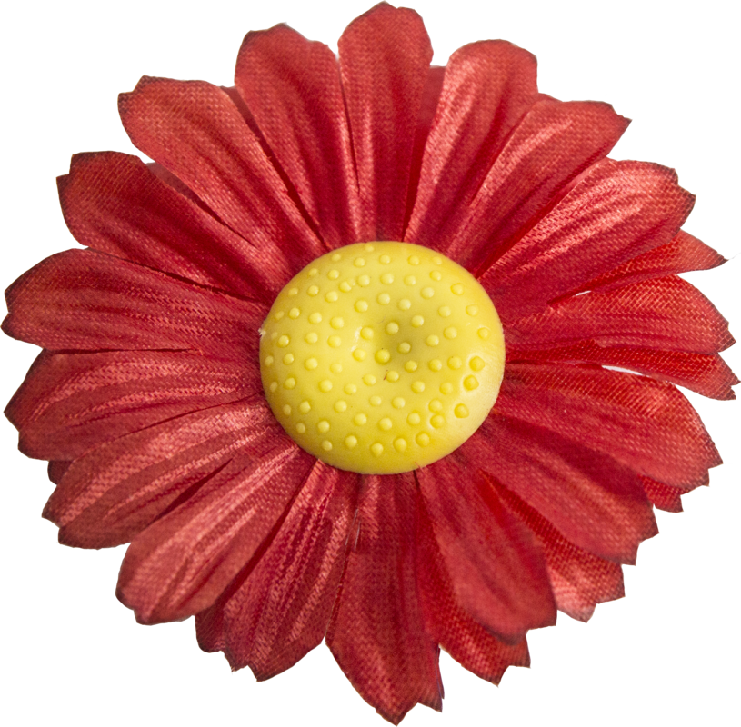 Головки квітів Ромашка Нова Головки квітів Ромашка Нова