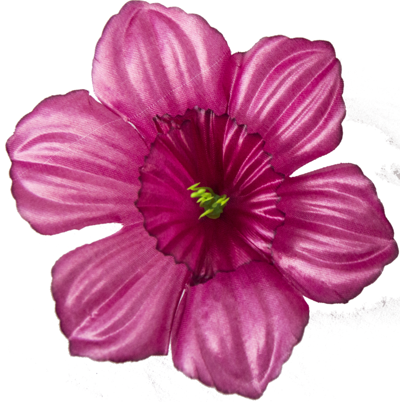 Головки квітів Нарцис Головки квітів Нарцис