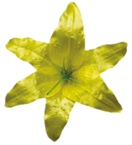 Головки квітів Лілія 001 Головки квітів Лілія 001