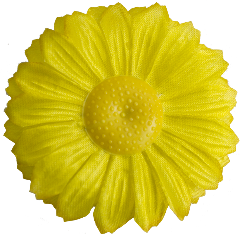 Головки квітів Ромашка Нова Головки квітів Ромашка Нова