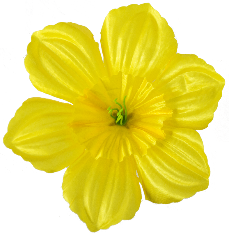 Головки квітів Нарцис Головки квітів Нарцис