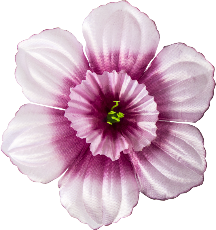 Головки квітів Нарцис Головки квітів Нарцис