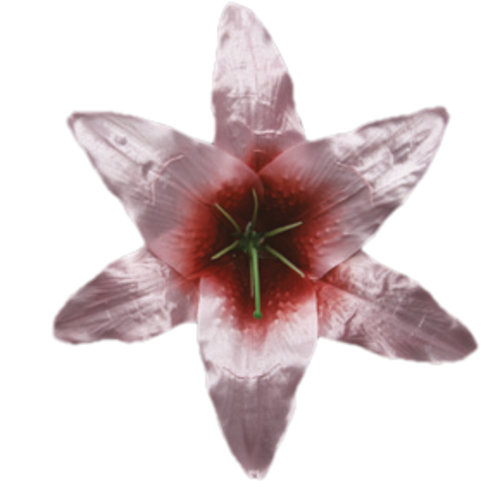 Головки квітів Лілія 001 Головки квітів Лілія 001