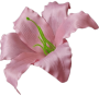 Пудра К191